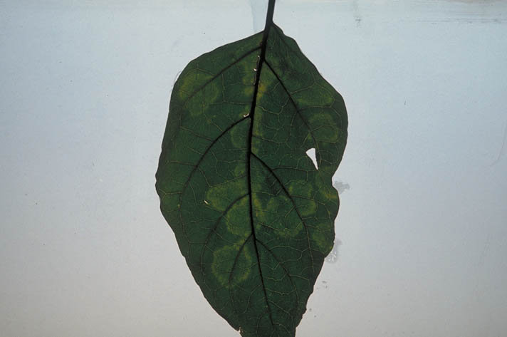 ウイルス病のナスの葉