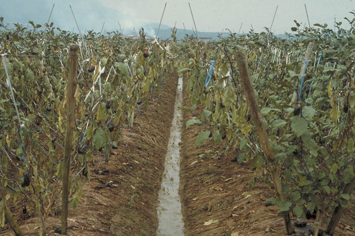 青枯病のナスの葉