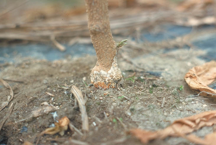 白絹病のナスの茎