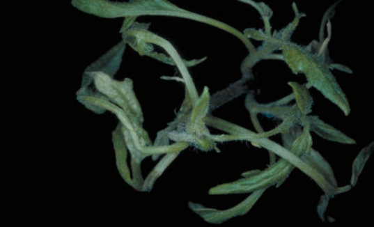 ケナガコナダニ