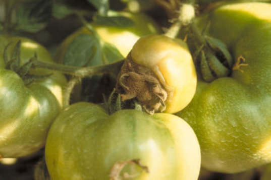 灰色かび病のトマト