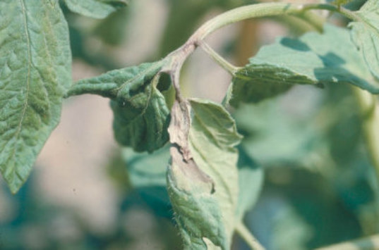 疫病のトマトの葉