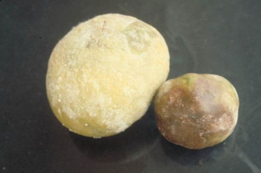 疫病のトマトの実