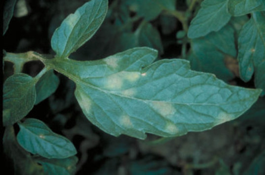 葉かび病のトマトの葉