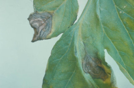 輪紋病のトマトの葉1