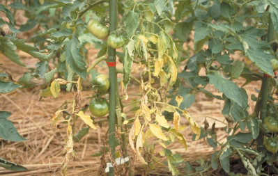 萎凋病のトマトの葉1