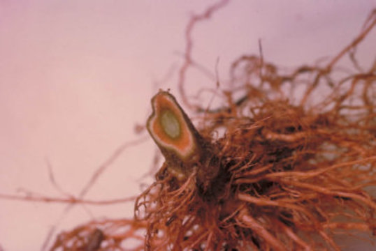 萎凋病のトマトの根