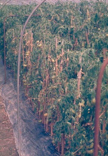 萎凋病のトマトの葉2