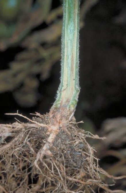 萎凋病のトマトの茎