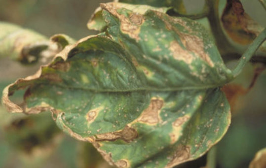 かいよう病のトマトの葉