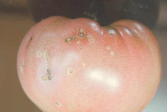 かいよう病のトマトの実