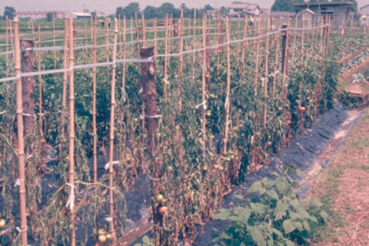 青枯病のトマト