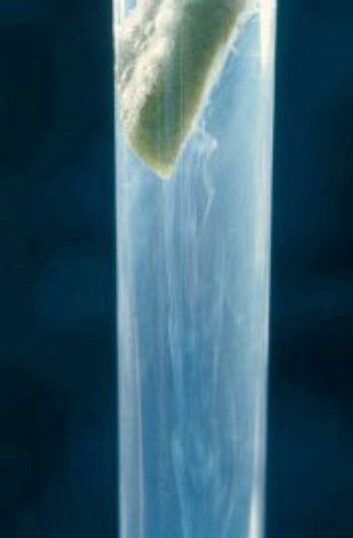 青枯病のトマトの茎