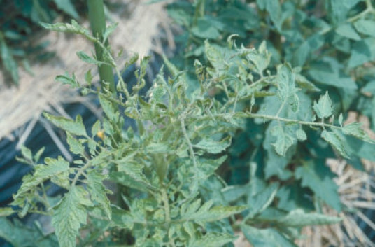 ウイルス病のトマトの葉1