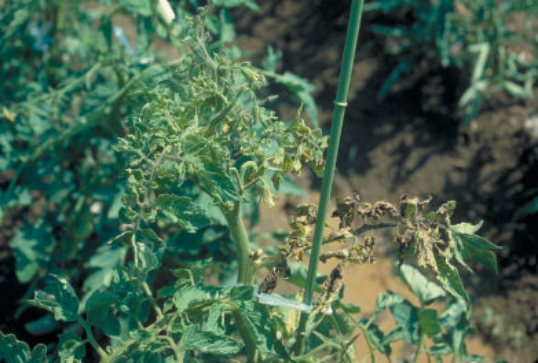 ウイルス病のトマトの葉2