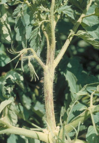 ウイルス病のトマトの茎