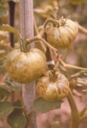 ウイルス病のトマトの実