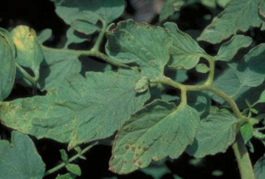 斑点細菌病のトマトの葉