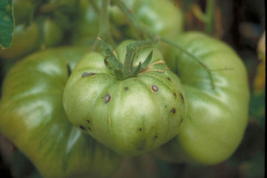 斑点細菌病のトマトの実