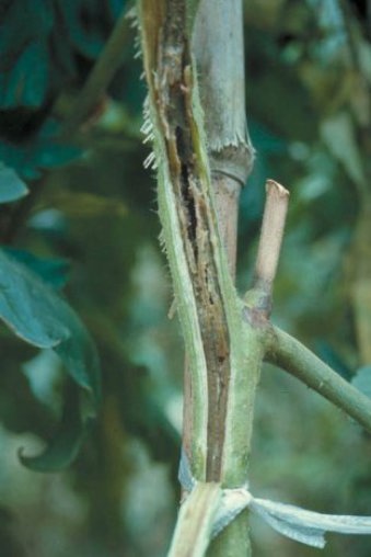 軟腐病のトマトの茎