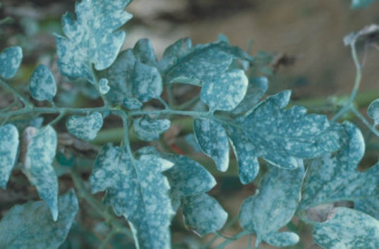 うどんこ病のトマトの葉