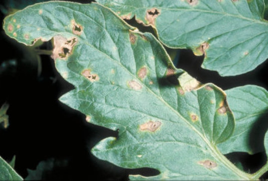 斑点病のトマトの葉