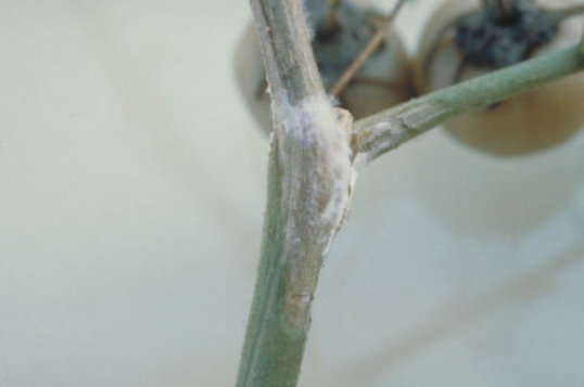 菌核病のトマトの茎1