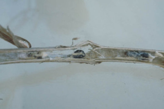 菌核病のトマトの茎2