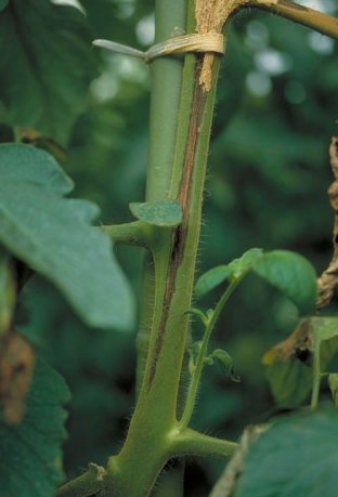 アルタナリア茎枯病のトマトの茎