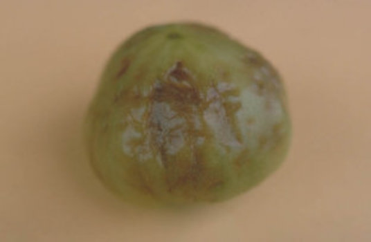 アルタナリア茎枯病のトマトの実