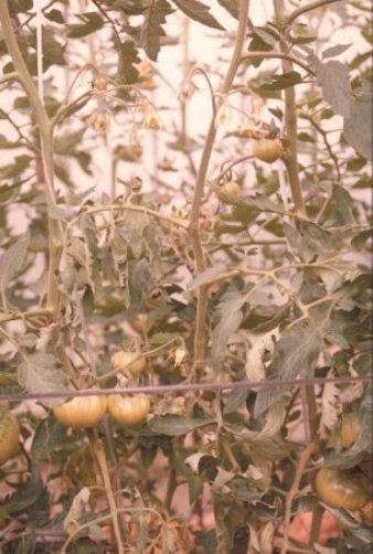 半身萎凋病のトマトの実