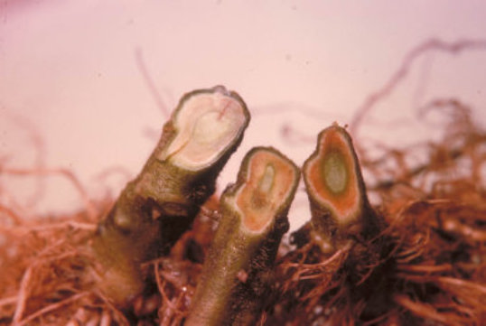 半身萎凋病のトマトの茎