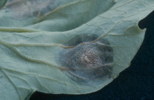 環紋葉枯病のトマトの葉2