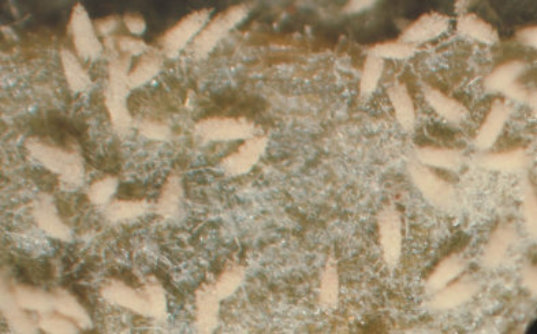 環紋葉枯病のトマトの葉3