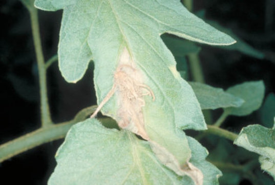 灰色かび病のトマトの葉