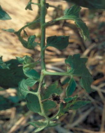 輪紋病のトマトの葉2