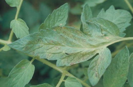 ウイルス病のトマトの葉3