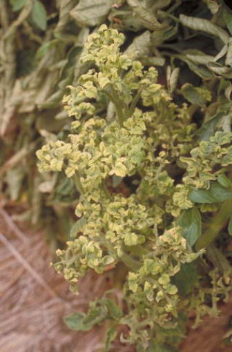 ウイルス病のトマトの葉4