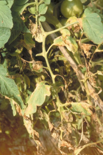 環紋葉枯病のトマトの葉1