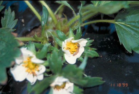 ハスモンヨトウ1