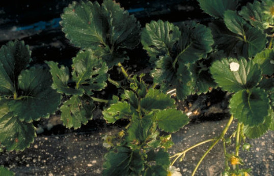 ハスモンヨトウ2