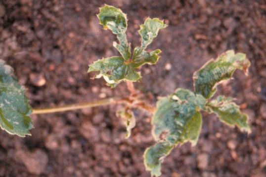 イチゴハナゾウムシ2