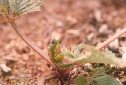 イチゴハナゾウムシ1