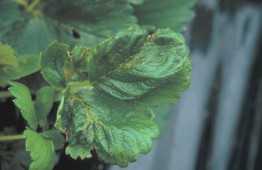 コアオカスミカメムシ