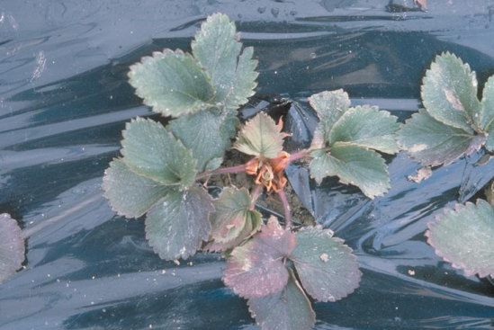 疫病のイチゴの葉1