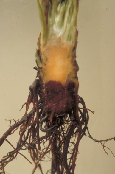 疫病のイチゴの根1