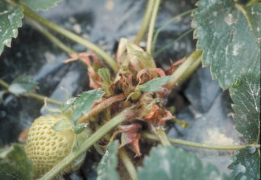 芽枯病のイチゴの芽