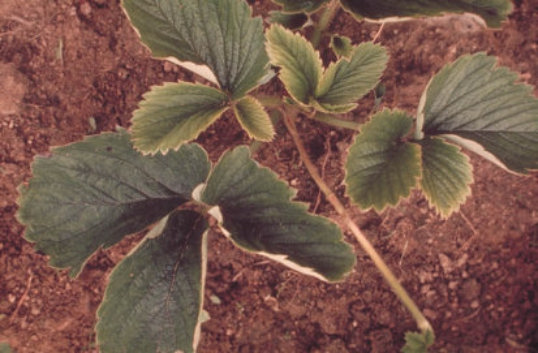 萎黄病のイチゴの葉1
