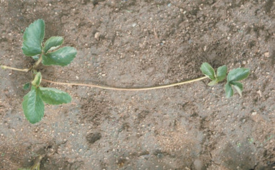 萎黄病のイチゴの葉2