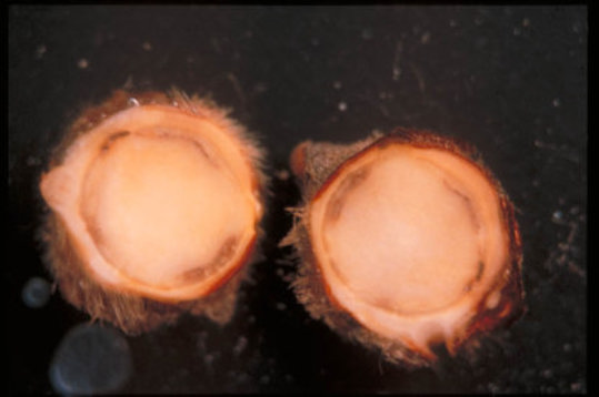 萎黄病のイチゴの根